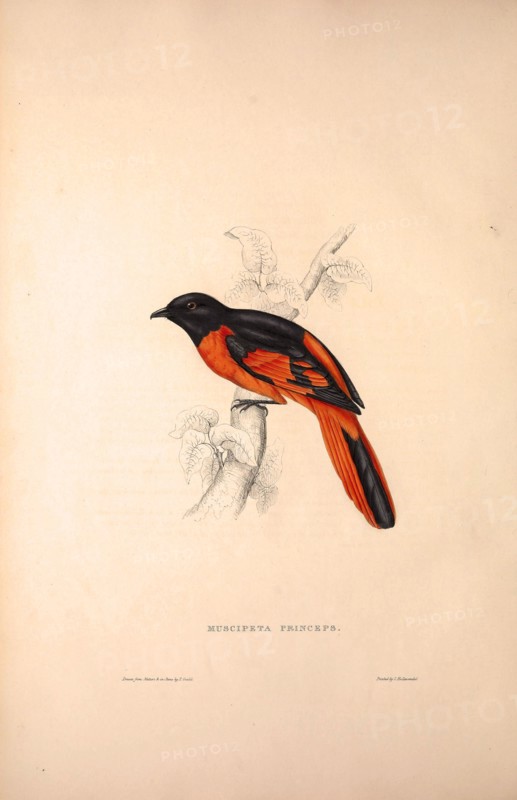 Muscipeta Princeps. Birds from the Himalaya Mountains, engraving 1831 by Elizabeth Gould and John Gould. John Gould was working as a taxidermist,he was known as the 'bird-stuffer', by the Zoological Society. Gould's fascination with birds from the east began in the late 1820s when a collection of birds from the Himalayan mountains arrived at the Society's museum and Gould conceived the idea of publishing a volume of imperial folio sized hand-coloured lithographs of the eighty species, with figures of a hundred birds. Elizabeth Gould made the drawings and transferred them to the large lithographic stones. They are called Gould plates.