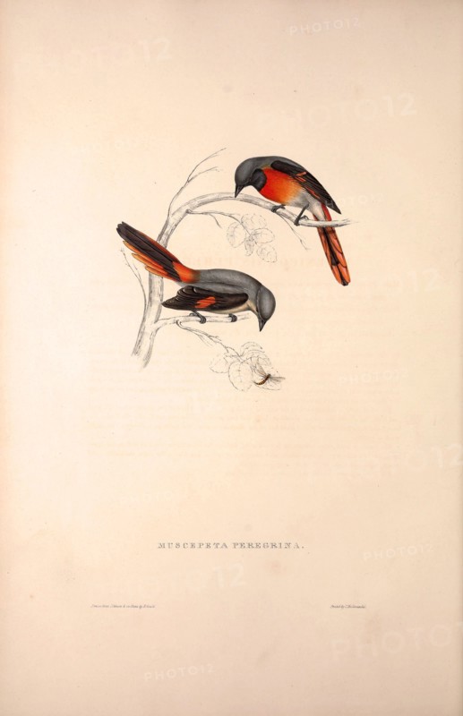 Muscepeta Peregrina. Birds from the Himalaya Mountains, engraving 1831 by Elizabeth Gould and John Gould. John Gould was working as a taxidermist,he was known as the 'bird-stuffer', by the Zoological Society. Gould's fascination with birds from the east began in the late 1820s when a collection of birds from the Himalayan mountains arrived at the Society's museum and Gould conceived the idea of publishing a volume of imperial folio sized hand-coloured lithographs of the eighty species, with figures of a hundred birds. Elizabeth Gould made the drawings and transferred them to the large lithographic stones. They are called Gould plates.