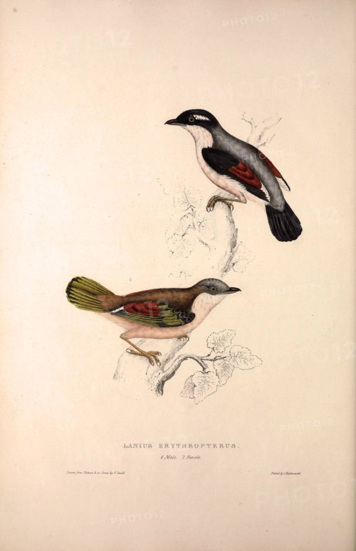 Lanius Erythropterus, Himalayan Shrike-babbler. Birds from the Himalaya Mountains, engraving 1831 by Elizabeth Gould and John Gould. John Gould was working as a taxidermist,he was known as the 'bird-stuffer', by the Zoological Society. Gould's fascination with birds from the east began in the late 1820s when a collection of birds from the Himalayan mountains arrived at the Society's museum and Gould conceived the idea of publishing a volume of imperial folio sized hand-coloured lithographs of the eighty species, with figures of a hundred birds. Elizabeth Gould made the drawings and transferred them to the large lithographic stones. They are called Gould plates.