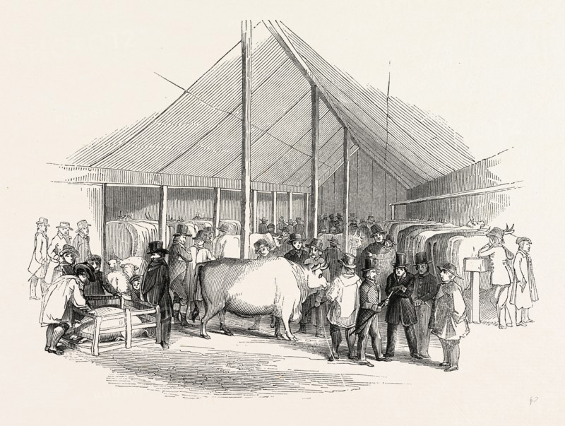 Cattle Show, London, England, engraving 19th century, Britain, UK