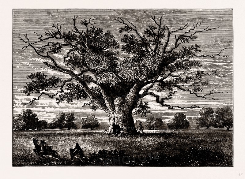 FAIRLOP OAK, 1800, UK, engraving 1881 - 1884