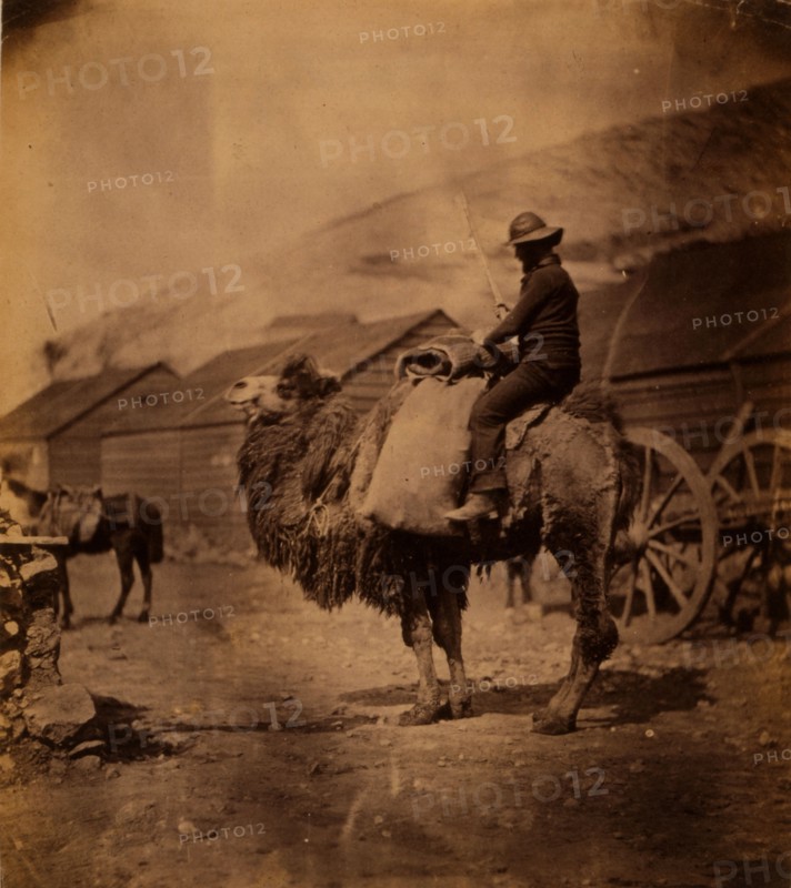Dromedary, Crimean War, 1853-1856, Roger Fenton historic war campaign photo