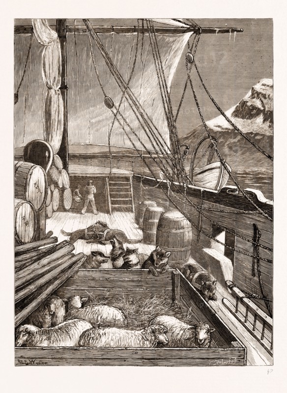 THE ARCTIC EXPEDITION: ESQUIMAUX DOGS ON THE DECK OF THE "ALERT", 1876