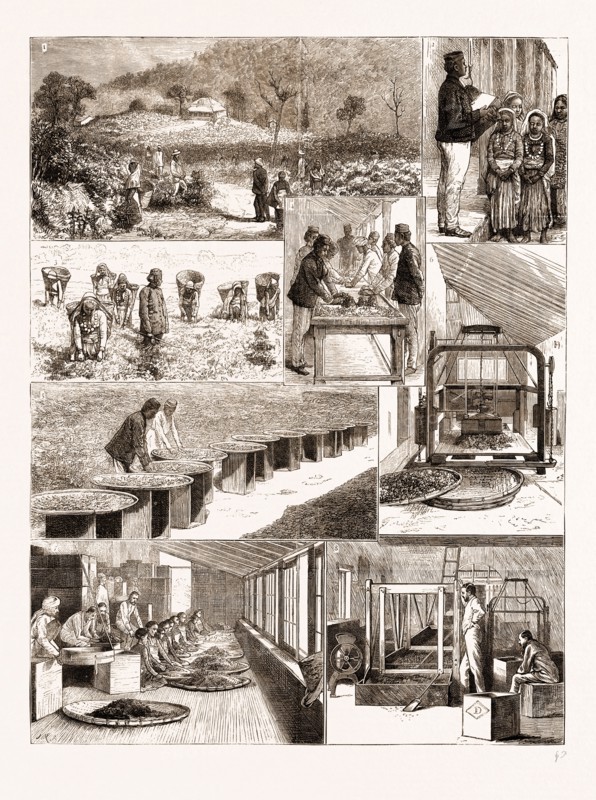 TEA CULTIVATION IN BRITISH INDIA, 1876: 1. Ging Tea Plantation, Darjeeling. 2. Weighing the Leaf. 3. Plucking the Leaf. 4. Rolling by Hand. 5. Withering in the Sun. 6. Rolling by Machinery. 7. Withering in the Factory. 8. Sorting by Machinery.