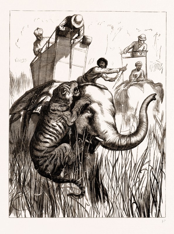 THE PRINCE OF WALES HUNTING IN THE TERAI: ONE OF THE SUITE AT CLOSE QUARTERS, 1876