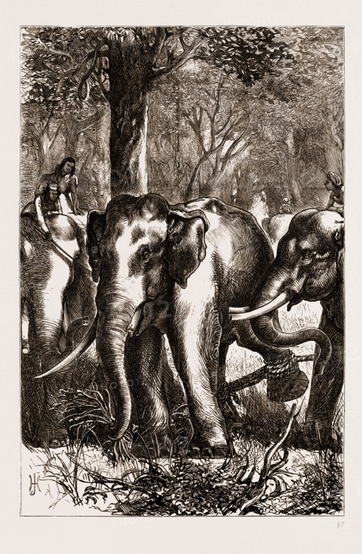 THE PRINCE OF WALES HUNTING IN THE TERAI: THE CAPTIVE MONARCH, 1876