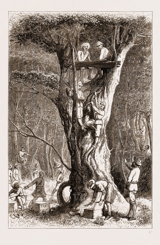 THE PRINCE OF WALES HUNTING IN THE TERAI: UP A TREE: WILD ELEPHANTS EXPECTED, 1876