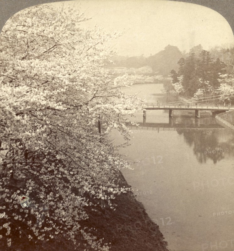 Cherry-blossoms along the moat surrounding the Imperial Palace Park, Tokyo, Japan, Vintage photography