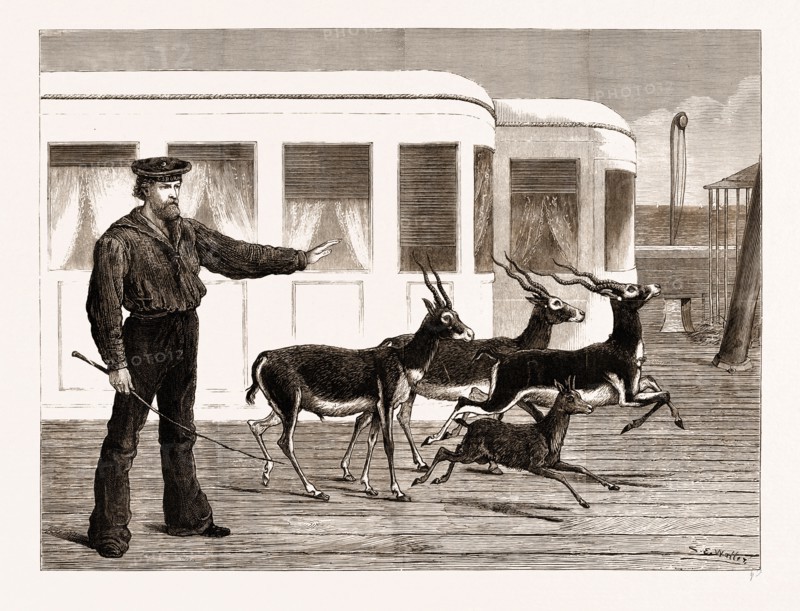 THE PRINCE OF WALES'S INDIAN PRESENTS: ANTELOPES AT EXERCISE, ON BOARD H.M.S. "OSBORNE", 1876