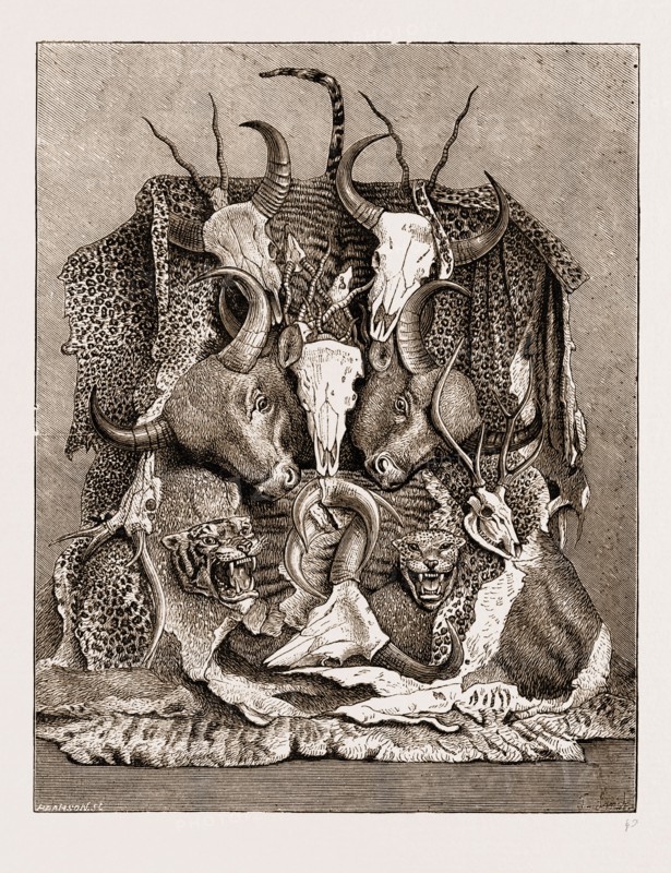 THE WILD GAME OF ASIA, HUNTING TROPHIES, 1876; ANTLERS