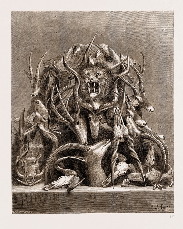 THE WILD GAME OF AFRICA, HUNTING TROPHIES, 1876; ANTLERS