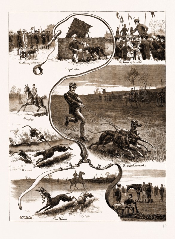 THE DOG DERBY: THE TRIALS FOR THE WATERLOO CUP, 1883