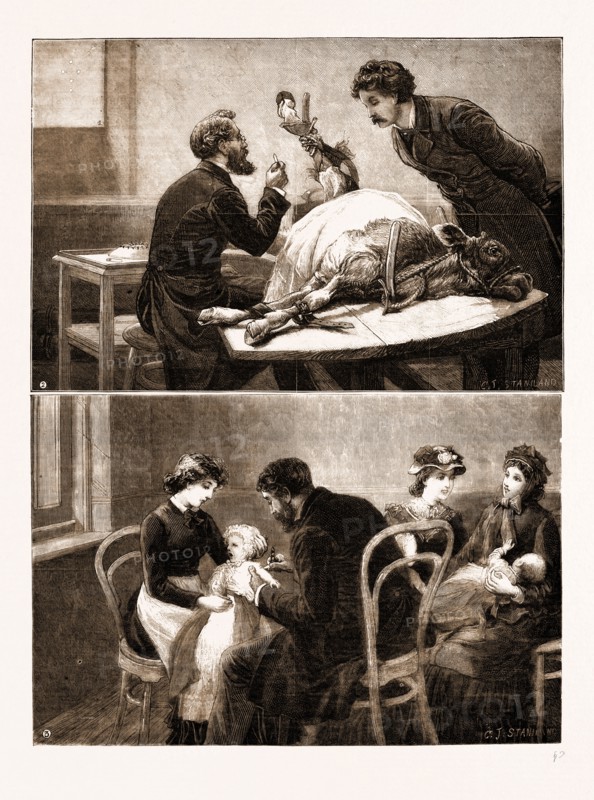 VACCINATION FROM THE CALF: 1. Distinctive Mark of Animal Vaccination. 2. Taking Lymph from the Calf. 3. Vaccinating Infants. 1883