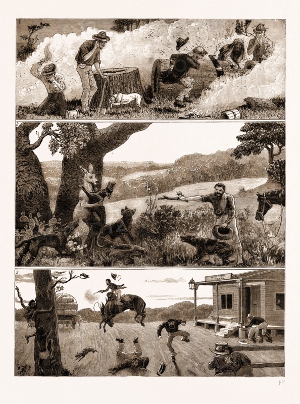 INCIDENTS IN A SETTLER'S LIFE IN AUSTRALIA, 1883: 1. Robbing a Bee's Nest. 2. A Kangaroo at Bay. 3. Our New Chum: "Slightly Elevated."