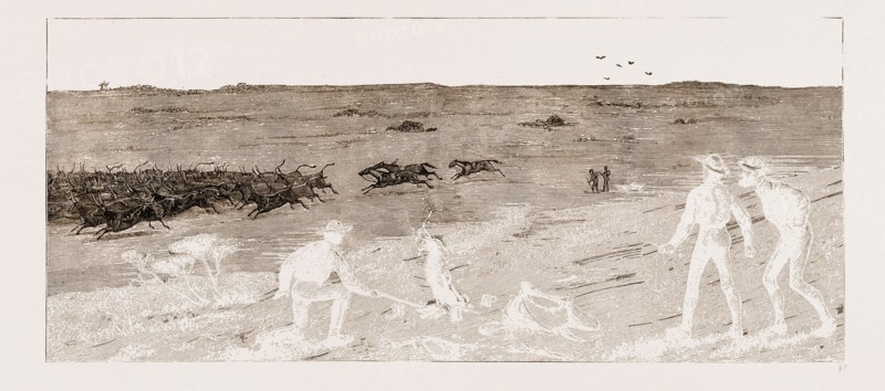 TAKING FAT CATTLE TO MARKET--A STAMPEDE