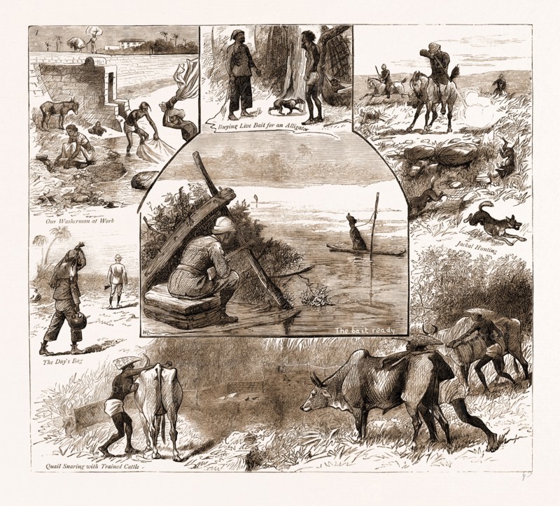SOME INDIAN SPORTING NOTES, 1883; The bait ready, Quail Snaring with Trained Cattle, Jackal Hunting, Washerman at Work