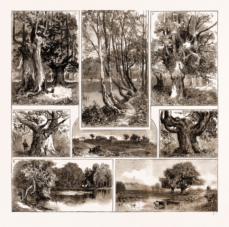 THE DEDICATION OF BURNHAM BEECHES TO THE PUBLIC USE, 1883: 3. A Glade in the Wood. 4. Avenue of Birches, Middle Pond. 5. Singular Growth in a Beech. 6. The Largest Oak. 7. Burnham Common. 8. "Jumbo," One of the Largest Beeches. 9. Middle Fish Pond. 10. Upper Fish Pond.