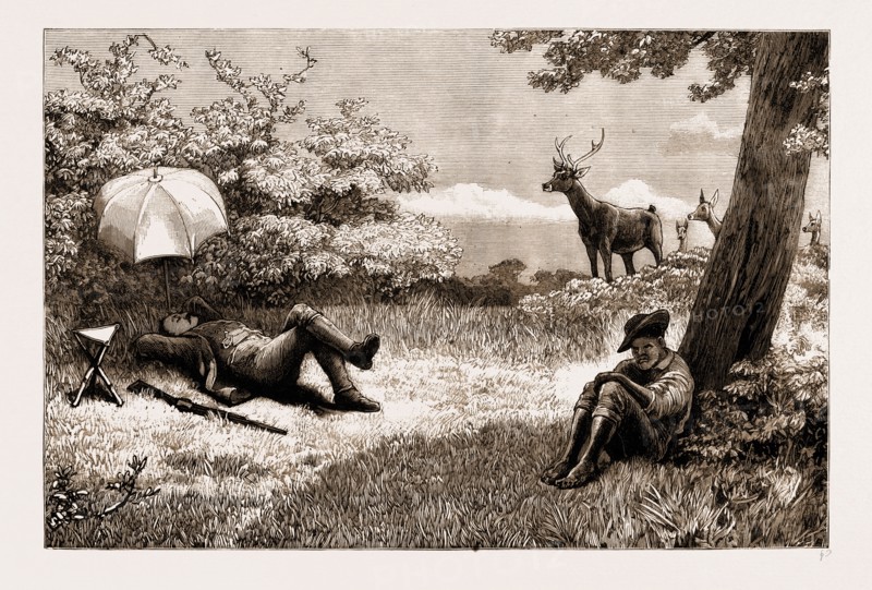 STAG-DRIVING IN MAURITIUS: A LOST OPPORTUNITY, 1883