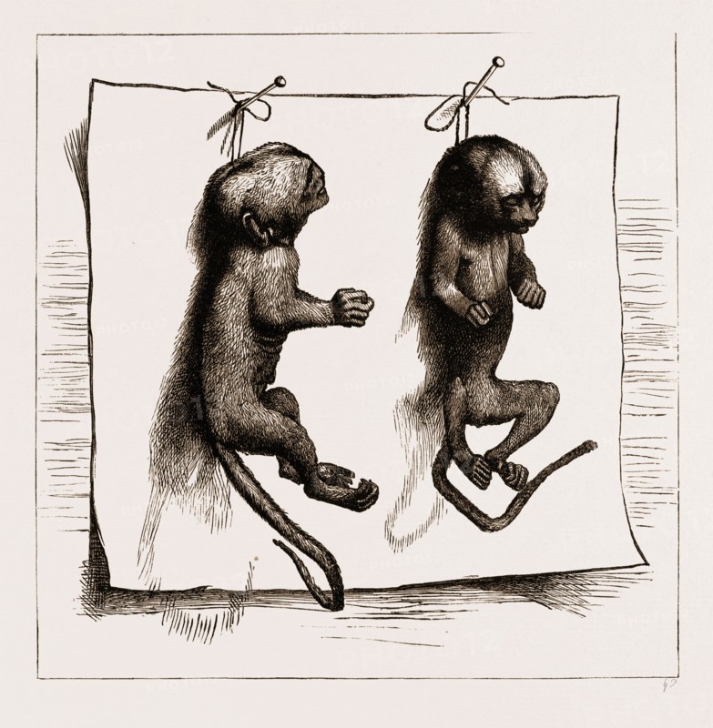 TWO YOUNG MARMOZETS, THE FIRST EVER BRED IN EUROPE, 1883