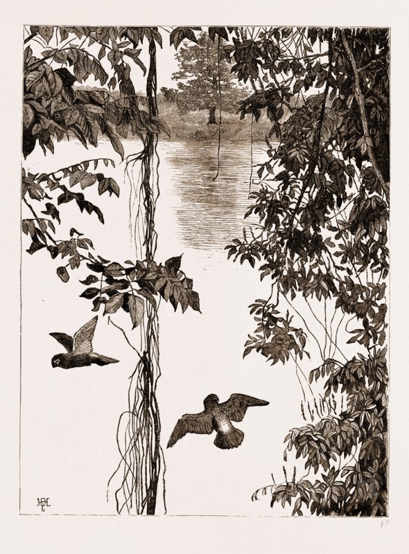 PHILODENDRON ROOTS AND CREEPER ON THE RIVER QUANZA, AFRICA, 1883