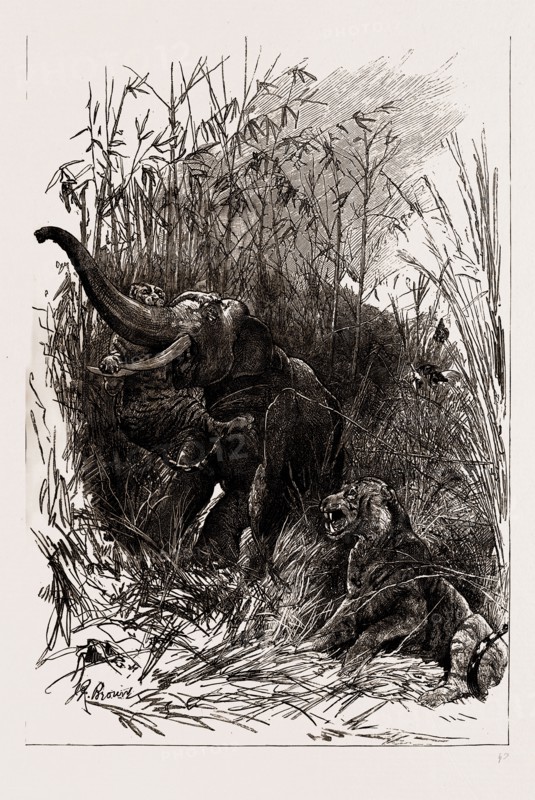 THE INDIAN SECTION OF THE COLONIAL AND INDIAN EXHIBITION, 1886: THE TROPHY OF KOOCH BEHAR: FIGHT BETWEEN AN ELEPHANT AND A TIGER