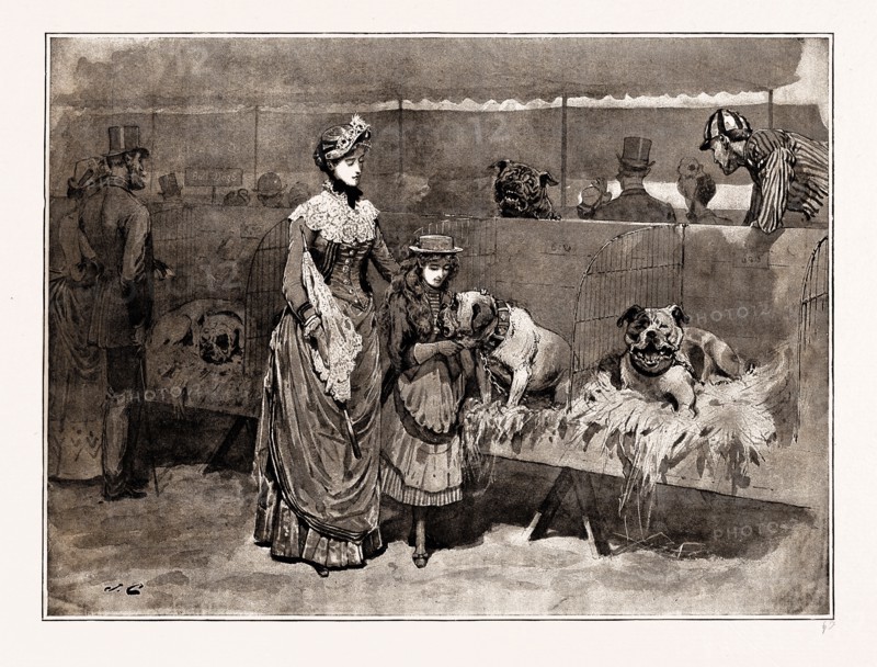 AMONG THE BULL DOGS AT THE KENNEL CLUB SHOW, UK, 1886