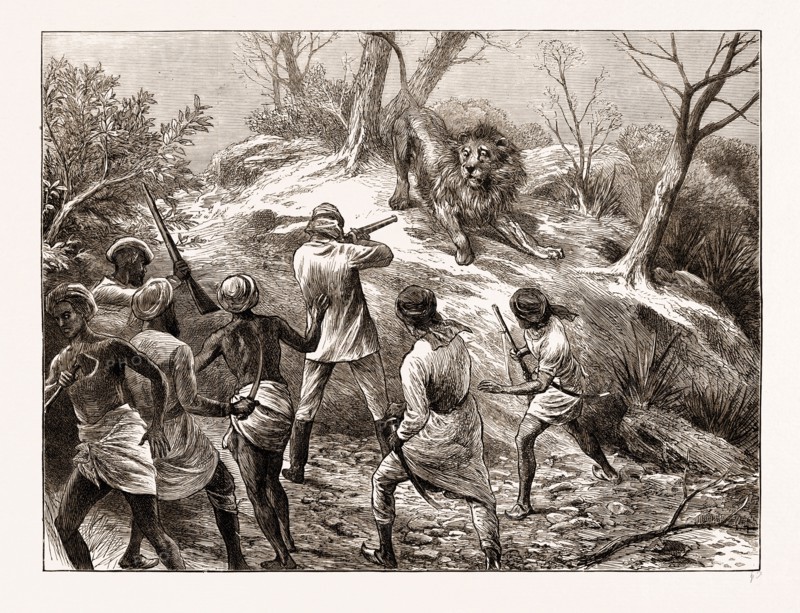 LION SHOOTING IN THE GHEER, KATTIA WAR, WESTERN INDIA, ENGRAVING 1873