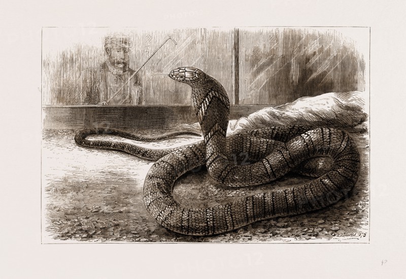 THE NEW SNAKE-EATING SNAKE (OPHIOPHAGUS ELAPS) AT THE ZOOLOGICAL GARDENS, LONDON, UK, 1875