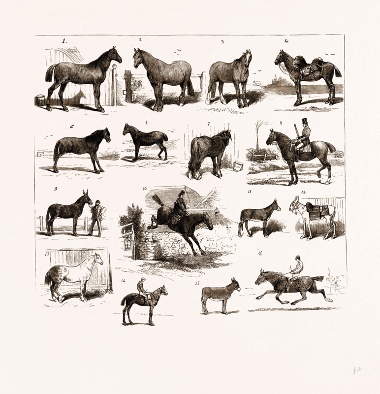 HORSE SHOW AT MANCHESTER, UK, 1875