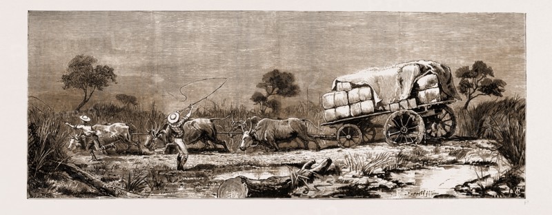 THE WAR IN THE TRANSVAAL, SOUTH AFRICA, 1881: THE TRANSPORT DIFFICULTY: A BULLOCK TEAM IN A SWAMP