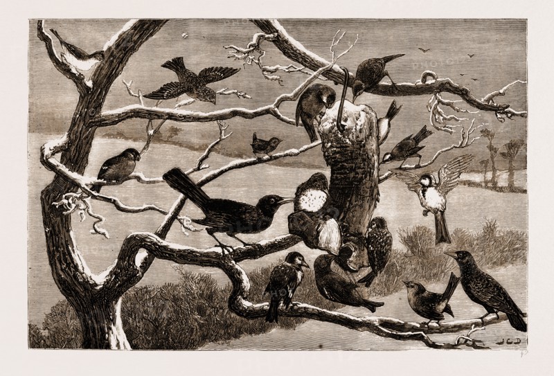 THE LATE FROST, UK, 1881: OUT-DOOR RELIEF