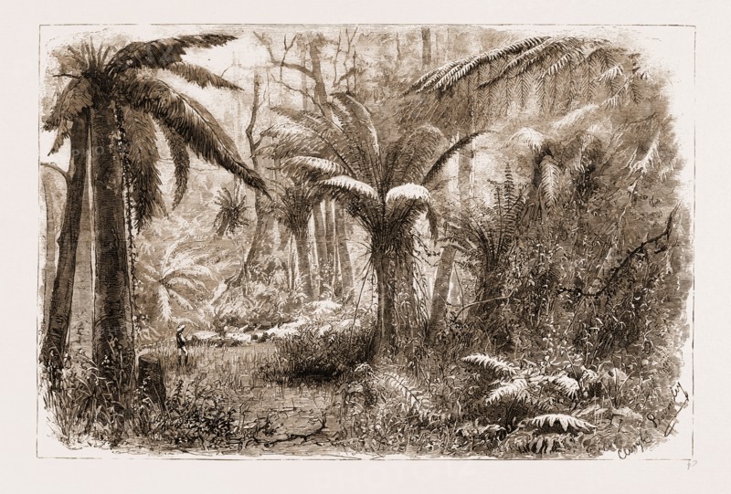 IN THE STATE FOREST AT DANDENONG, VICTORIA, SASSAFRAS CREEK, AT THE CROSSING, AUSTRALIA, 1881