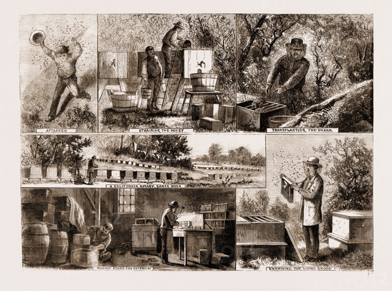 BEE-KEEPING IN CALIFORNIA, U.S.A., U.S., US, USA, UNITED STATES, UNITED STATES OF AMERICA, AMERICA, 1881