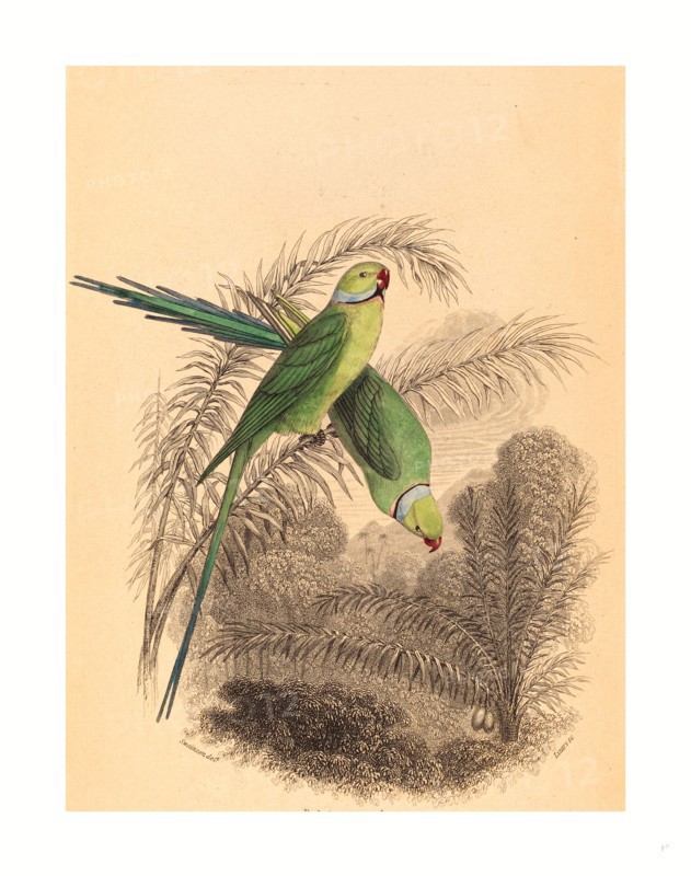 William Home Lizars after William Swainson (Scottish, 1788  1859 ), Red Ringed Parrakeet, colored lithograph