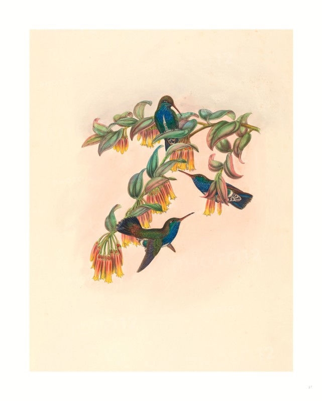 W. Hart (British, active 1851  1898 ), Agyrtria bartletti (Bartlett's Emerald), colored lithograph