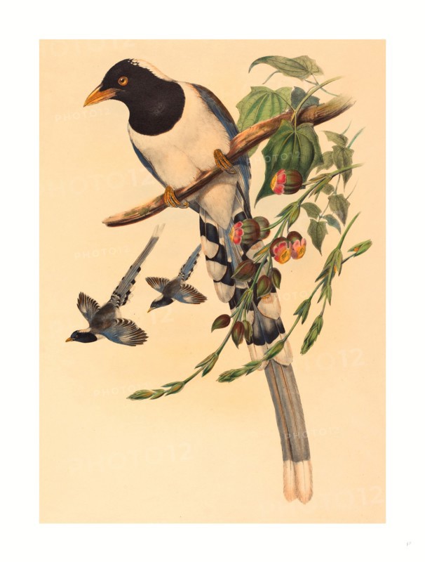 John Gould and H.C. Richter (British (?), active 1841  active c. 1881 ), Urocissa magnirostris, probably 1850/1883, colored lithograph
