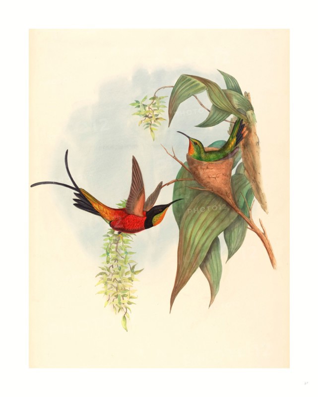 John Gould and H.C. Richter (British (?), active 1841  active c. 1881 ), Topaza pyra (Fairy Topaz), colored lithograph