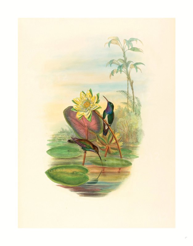 John Gould and H.C. Richter (British (?), active 1841  active c. 1881 ), Hylocharis lactea (Sapphire-breasted Emerald), colored lithograph