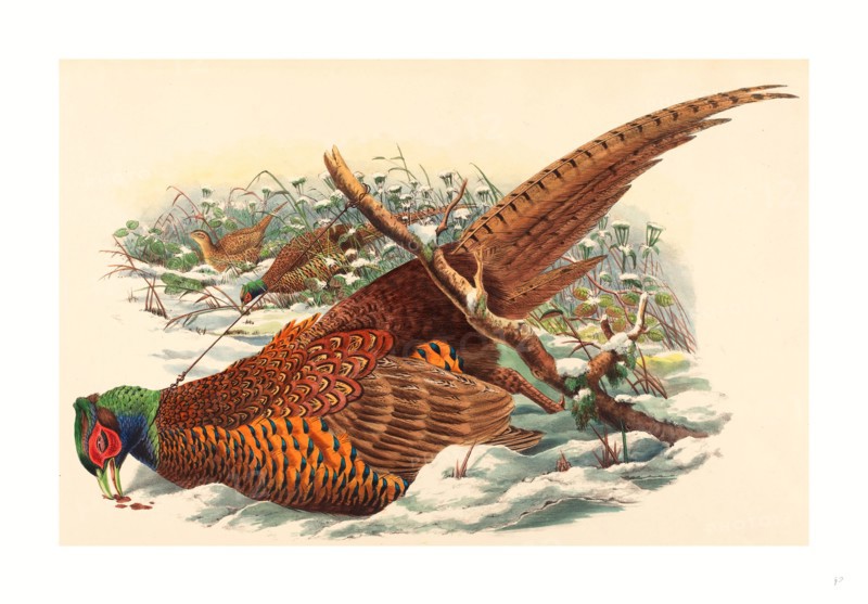 John Gould and W. Hart (British, active 1851  1898 ), Phasianus colchicus (Ring-necked Pheasant), ,colored lithograph