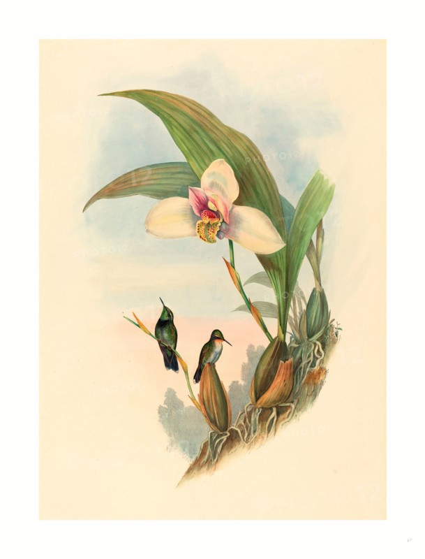 John Gould and H.C. Richter (British, 1804  1881 ), Myiabeillia typica (Abeille's Hummingbird), colored lithograph