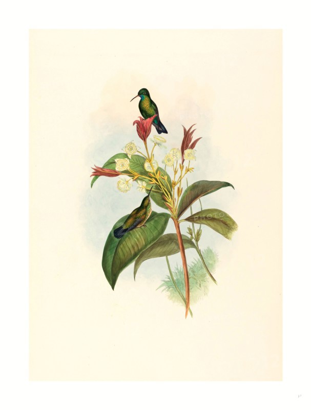 John Gould and H.C. Richter (British, 1804  1881 ), Eucephala caerulea (Blue-chinned Sapphire), ,colored lithograph