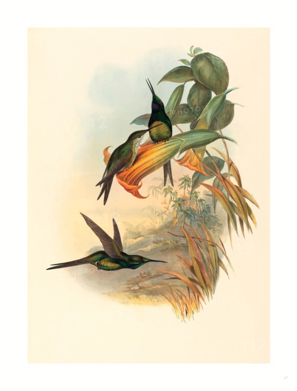 John Gould and H.C. Richter (British, 1804  1881 ), Eugenia imperatrix (Empress Hummingbird), , hand-colored lithograph