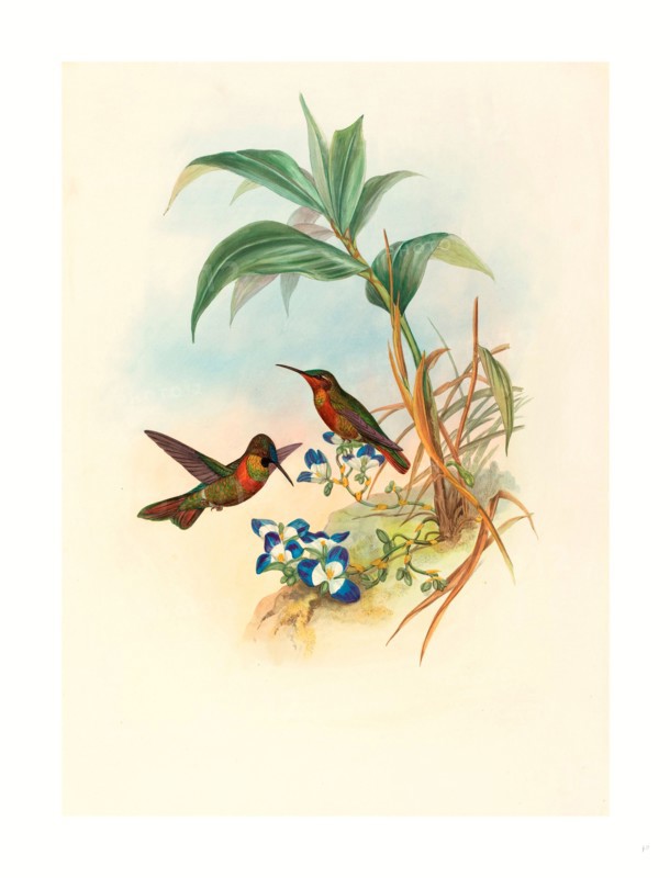 John Gould and H.C. Richter (British, 1804  1881 ), Clytolaema aurescens (Banded Ruby or Gould's Ruby), colored lithograph