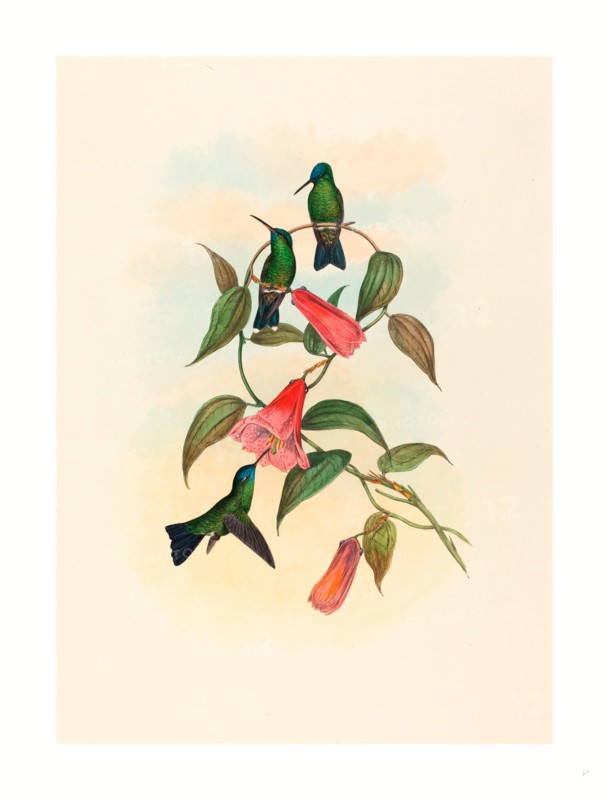 John Gould and H.C. Richter (British, 1804  1881 ), Eucephala smaragdocaerulea (Gould's Wood Nymph), colored lithograph