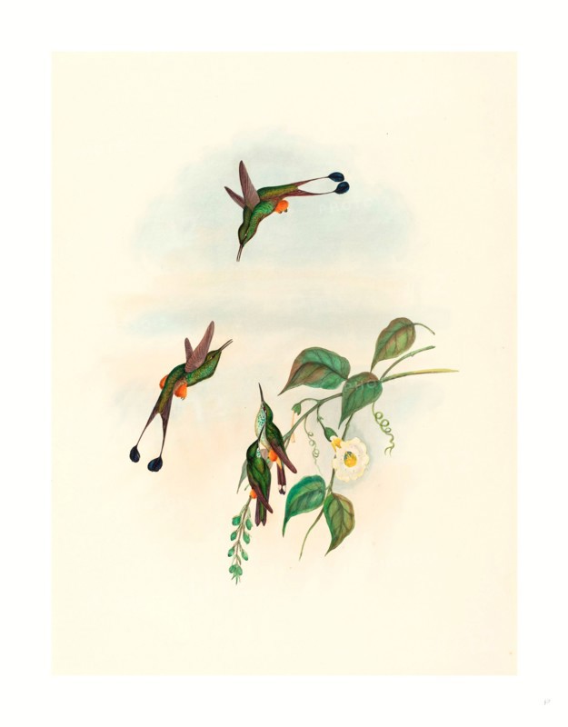 John Gould and H.C. Richter (British, 1804  1881 ), Spathura rufocaligata (Red-booted Racket Tail), colored lithograph