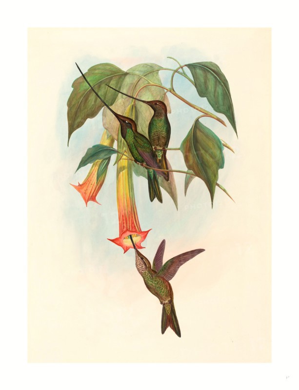 John Gould and H.C. Richter (British, 1804  1881 ), Docimastes ensiferus (Sword-billed Hummingbird), colored lithograph