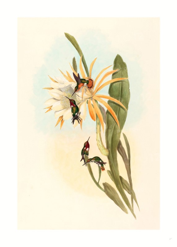 John Gould and H.C. Richter (British (?), active 1841 active c. 1881 ), Calothorax heliodori, hand colored lithograph