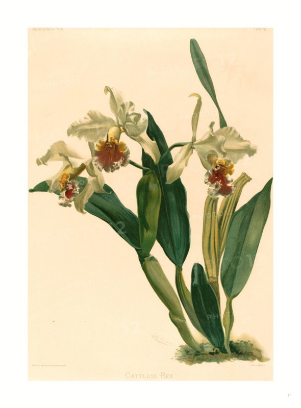 Gustav Leutzsch after Henry George Moon (German (?), active 19th century ), Cattleya Rex, lithograph
