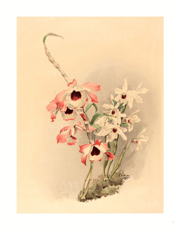 Joseph Mansell after Henry George Moon (British, active 19th century ), Dendrobium (Hybridium) Venus and Dendrobium (Hybridium) Cassiope, color lithograph