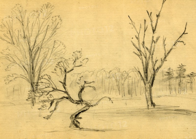 Trees, between 1860 and 1865, drawing on cream paper : pencil ; 8.8 x 12.3 cm. (sheet), 1862-1865, by Alfred R Waud, 1828-1891, an american artist famous for his American Civil War sketches, America, US